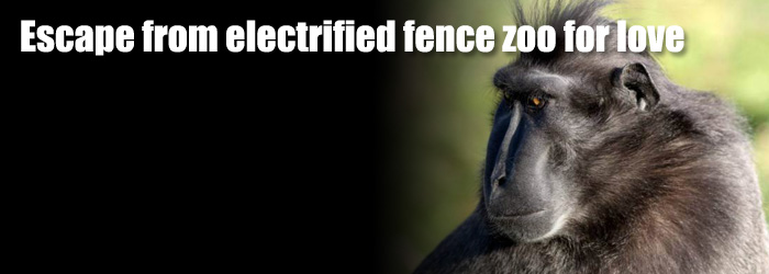 monkey escape from electric fence